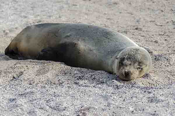 Lobo Marino - isla Santa Fé - islas Galápagos - Ecuador 04.jpg